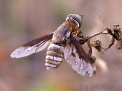 Red Rocks Park, Bombyliidae, Bee Fly