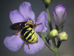 Red_Rocks_Wasp_One-Sided_Penstemon2