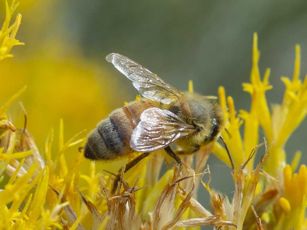 Hymenoptera Apidae, Honeybee, Honey Bee