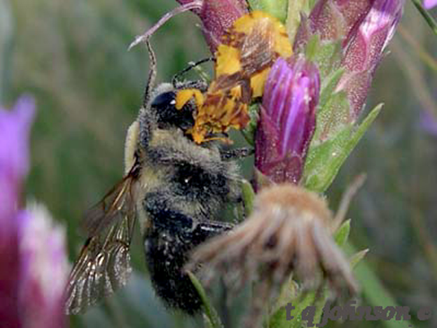 Ambush Bug with a Native Bee in Red Rocks Park, Morrison Colorado