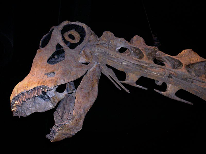 Brontosaurus photo at the Denver Museum of Nature and Science.