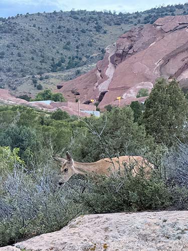 Mule deer doe, The Red Rocks Park, Morrison Colorado