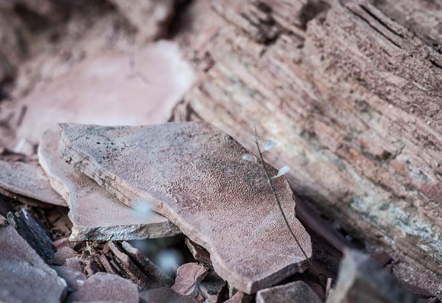Fossilized Algae found in the Stromatolite layers