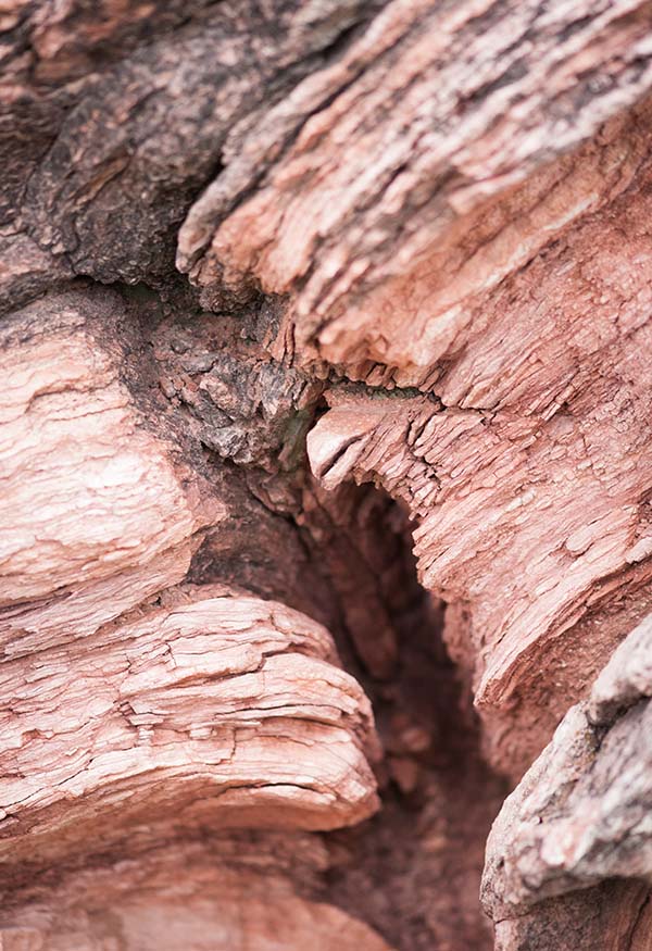 Stromatolite Red Rocks Park Morrison CO