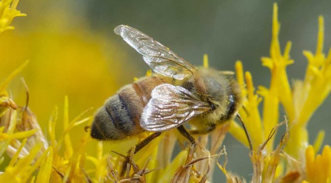 Hymenoptera Apidae, Honeybee, Honey Bee